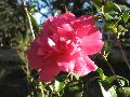 Alabama Beauty Sasanqua / Camellia sasanqua 